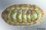 Enlarged Image of 'Chiton species2'