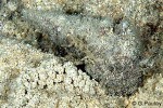 Giant Knobbed Cerith (Cerithium nodulosum)