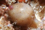 Chick-pea Cowrie (Cypraea cicercula)