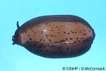 Isabelle Cowrie (Cypraea isabella)