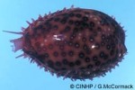 Enlarged Image of 'Cypraea poraria'