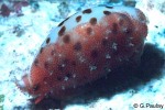 Enlarged Image of 'Cypraea punctata'