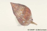 Enlarged Image of 'Nassarius gaudiosus'