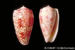 Rhododendon Cone (Conus adamsonii)