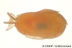 Enlarged Image of 'Berthellina citrina cf.'