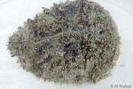 Hatchet Seahare (Dolabella auricularia)