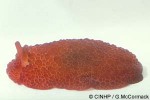 Enlarged Image of 'Pleurobranchus peroni'