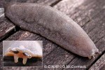 Tropical Leatherleaf Slug (Laevicaulis alte)