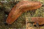 Brown Slug (Vaginulus plebeius)