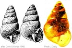 Enlarged Image of 'Tornatellides oblongus'