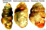 Enlarged Image of 'Nesopupa tantilla QQcf.'