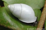 Partula hyalina