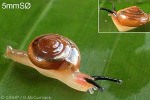 Helicarionidae QQsp1
