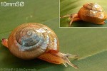 Pink Mucous Snail (Lamprocystis QQsp3 pink)