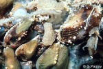 Hazelnut Ark-clam (Arca avellana)