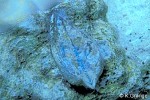 Ventricose Ark-clam (Arca ventricosa cf.)