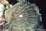 Rayed Tree-oyster (Isognomon perna)
