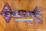 Enlarged Image of 'Symplectoteuthis oualaniensis'