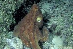 Daytime Octopus (Octopus cyanea)