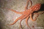 Enlarged Image of 'Octopus ornatus'