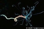 Spaghetti Worm (Loimia medusa)