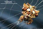 Asian Spinybacked Spider (Gasteracantha mammosa)