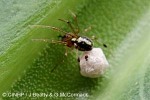 Enlarged Image of 'Coleosoma floridanum'