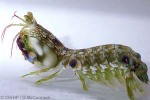 Blue-spot Mantis-Shrimp (Gonodactylus platysoma)