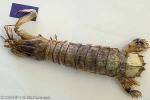 a mantis shrimp (Oratosquilla fabricii)