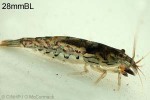 Short-wrist Shrimp (Atyoida pilipes)