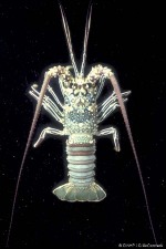 Double-spine Spiny-Lobster (Panulirus penicillatus)