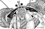 Lumpy-handed Hermit-Crab (Dardanus pedunculatus QQJUff-102)