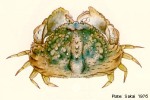 Hepatic Box-Crab (Calappa hepatica)