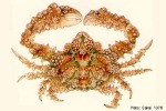 Enlarged Image of 'Daldorfia horrida'