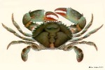 Serrated Swimming-Crab (Scylla serrata)