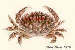 Enlarged Image of 'Actaea rufopunctata plumosa'