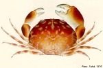 Convex Pebble-Crab (Carpilius convexus)
