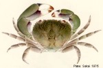 Red-eyed Crab (Eriphia sebana)