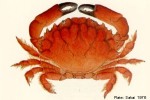 Eight-spine Red Crab (Etisus dentatus ?ID)