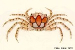 Mosaic Anemone-Crab (Lybia tessellata)