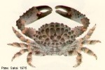 Enlarged Image of 'Phymodius ungulatus'