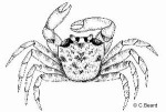 Common Ghost-Crab (Ocypode laevis)