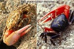 a fiddler-crab (Uca tetragonon)