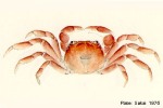 Shore-Crab (Cyclograpsus integer)