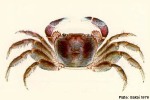 Purple-backed Shore-Crab (Geograpsus grayi)