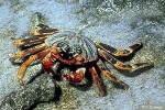 Weak-shelled Shore-Crab (Grapsus tenuicrustatus)