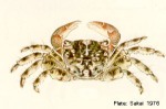 Enlarged Image of 'Pachygrapsus plicatus'