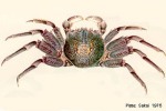 Hump-backed Shore-Crab (Plagusia tuberculata)