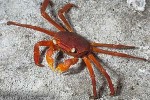 Red-climber Shore-Crab (Sesarma rotundatum)