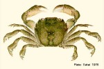 Pelagic Shore-Crab (Varuna litterata)